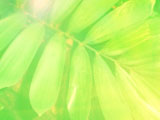 Bio Meadows PowerPoint Templates Bio Meadows PowerPoint Templates