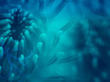 Water Lilies PowerPoint Templates