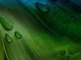 Botany PowerPoint Templates Botany PowerPoint Templates
