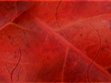 Looking Leaves PowerPoint Templates