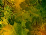 Fall / Autumn PowerPoint Templates Fall / Autumn PowerPoint Templates